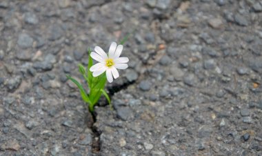 Пандемија као прилика за испуњење јеванђелских заповести