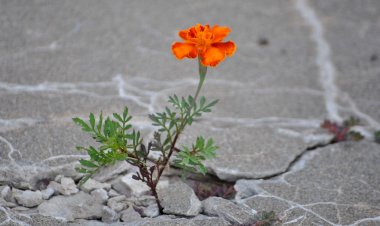 Старац Јосиф Исихаста: Отерајте ђавола стрпљењем и благошћу