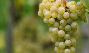 Да ли Бог кажњава децу због греха родитеља?