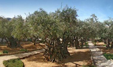 Матија Бећковић: Гетсимански врт