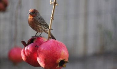 Још једна љубав и још једна кривица...