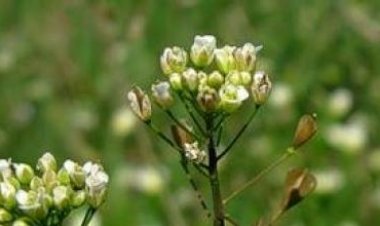 Пост, молитва, покајање, али где је обновљењење?