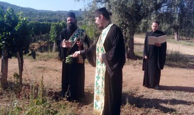 Почела берба грожђа у Хиландару