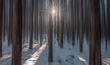 Иван Иљин -  Ћорсокак полуобразовања