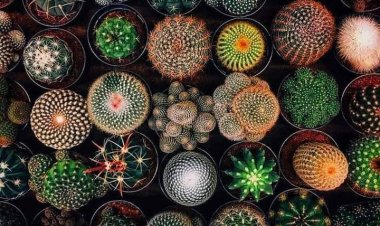 Радост не можеш да купиш