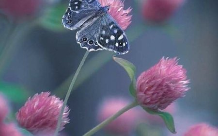 Љубав открива истину о другом