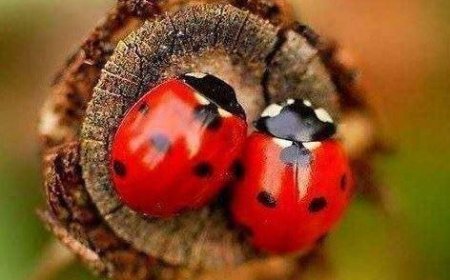 Воли и не брини, ако ти љубав није узвраћена