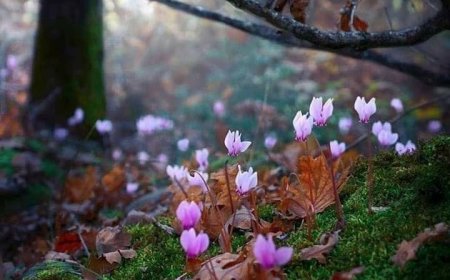 Како земаљско претворити у небеско