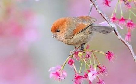 О.Јован Бурдин - О љубави и слободи