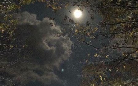 Какву емоционалну регулацију преферирате у својим мрачним сатима...