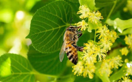 О лепоти творевине – старац Порфирије
