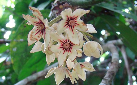 Еп. Калист Вер: Пост значи пролеће, светлост,