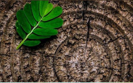 Само дела љубави остају