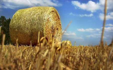 Зашто се каже -" Млати празну сламу"