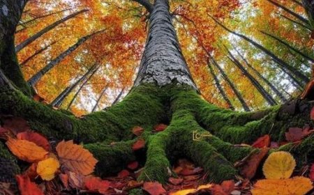 Захвалност ће спасити све(т)!