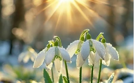 Учтив не значи бити лицемеран