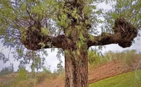 "Моћ човеку не доноси ништа осим страха да ће је изгубити."