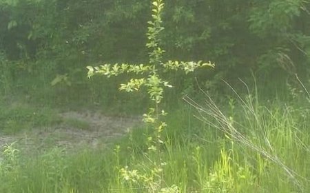 Човек одвојен од Бога