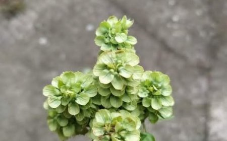 Како пролази човеков живот?