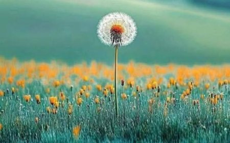 Бог воли све што је лепо