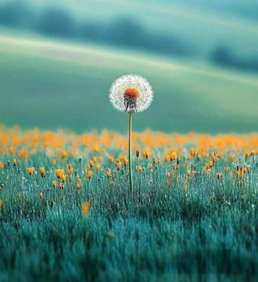 Бог воли све што је лепо