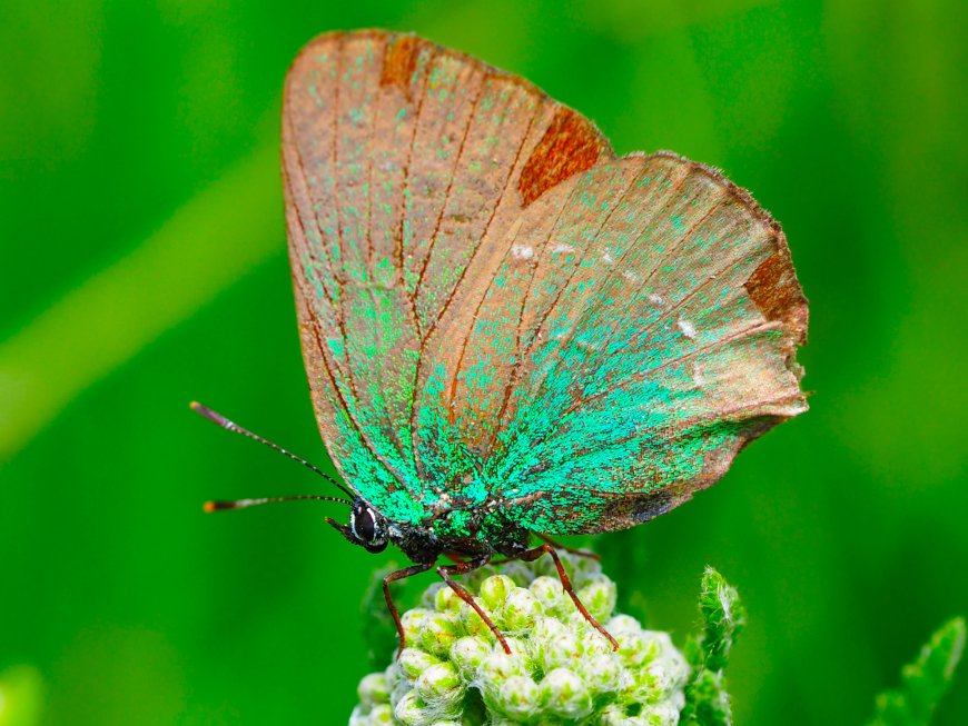 Душо моја, ко си ти?